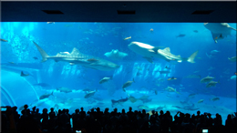 沖縄 民宿 美ら海水族館