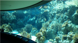 沖縄 民宿 美ら海水族館